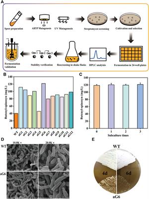 Mechanistic insight for improving butenyl-spinosyn production through combined ARTP/UV mutagenesis and ribosome engineering in Saccharopolyspora pogona